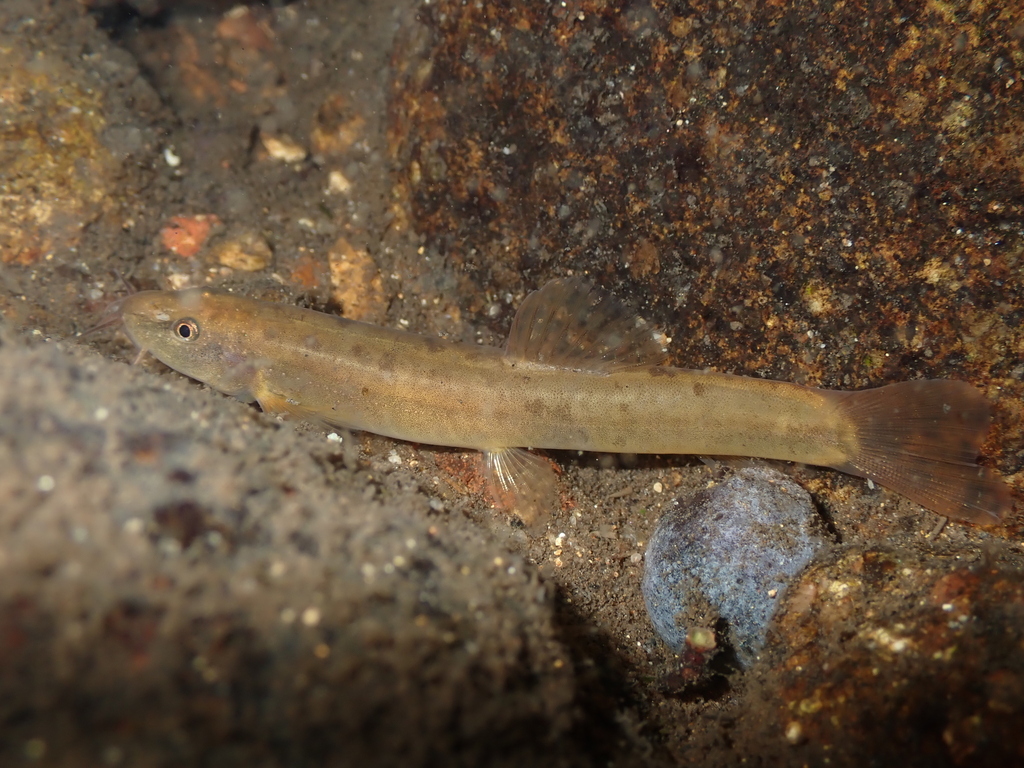 Uncertain loach (Schistura incerta) — Nemacheilidae