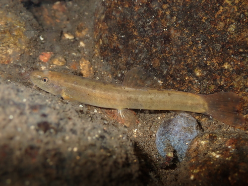 Uncertain loach (Schistura incerta) — Nemacheilidae