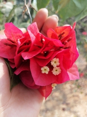 Bougainvillea