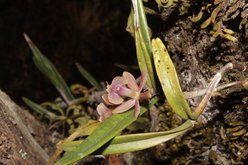 Epidendrum pastranae Hágsater 2