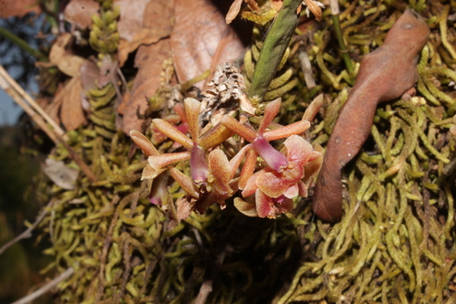 Epidendrum pastranae Hágsater 3
