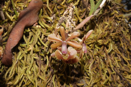 Epidendrum pastranae Hágsater