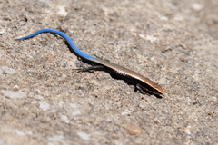 Oriximina Lizard photo 4