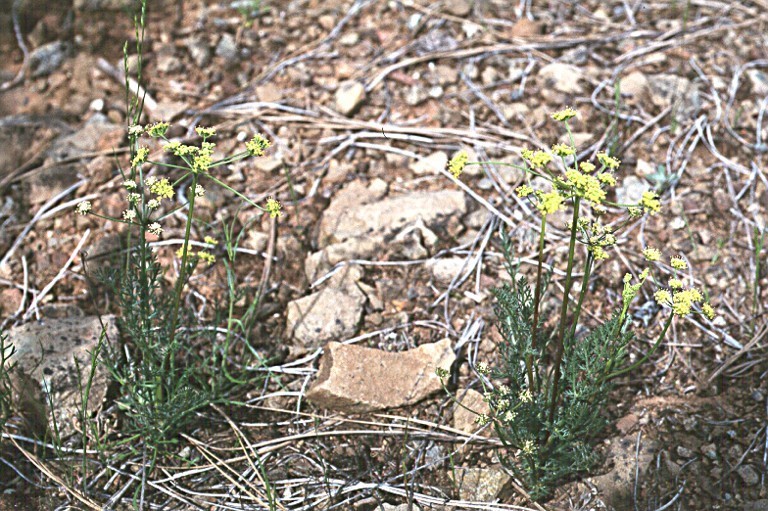 Lomatium congdonii
