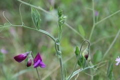 Lathyrus odoratus