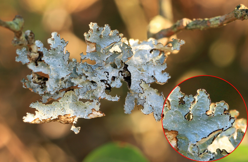 Crumpled Rag Lichen