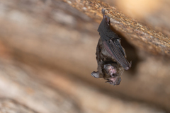 Graybeard Bat photo 2