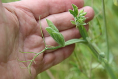 Lathyrus odoratus
