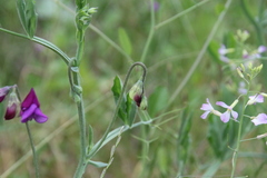 Lathyrus odoratus