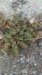 Euphorbia velleriflora