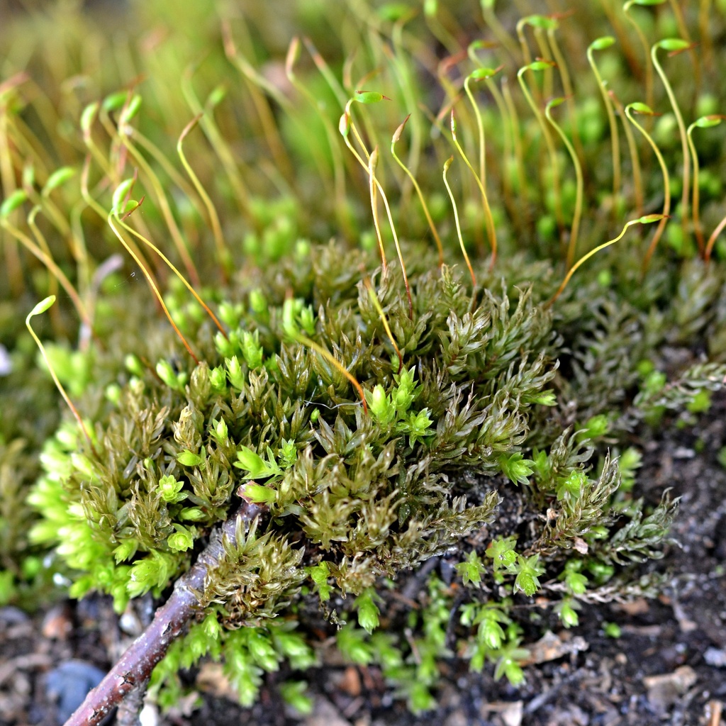 Horn Calcareous Moss from 293 07 Josefův Důl, Česko on March 16, 2024