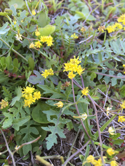 Rorippa curvisiliqua