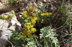 Cymopterus glomeratus fendleri