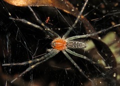 Aglaoctenus castaneus