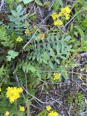 Rorippa curvisiliqua
