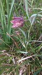Fritillaria montana