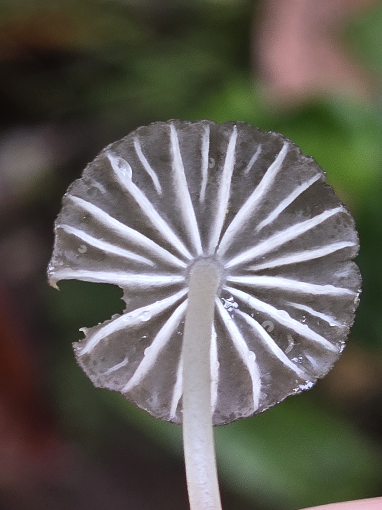 Pseudohiatula irrorata · March 2024 · photo: © alan_rockefeller (iNaturalist, cc-by-sa)