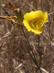 Calochortus luteus