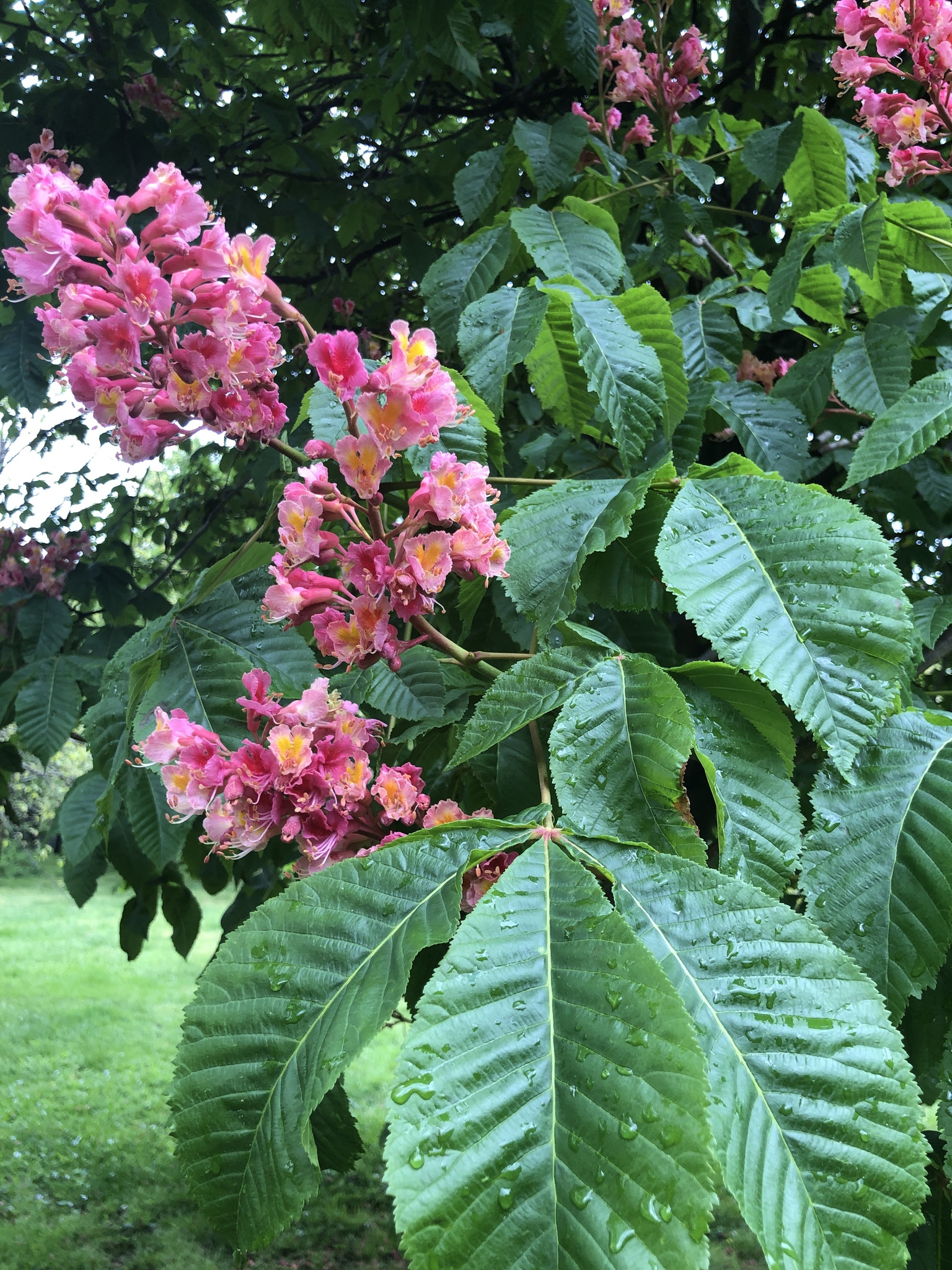 Aesculus X carnea
