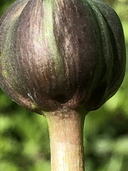 Zephyranthes drummondii