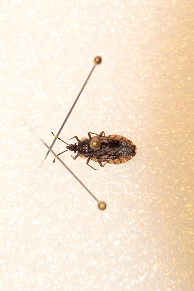 Aradus brenskei