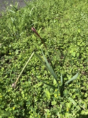 Zephyranthes drummondii