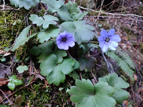 Image of Hepatica transsilvanica by (c) xulescu_g, some rights reserved (CC BY-SA)