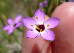 Leptosiphon ambiguus