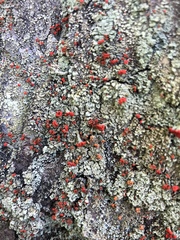 Cladonia ravenelii