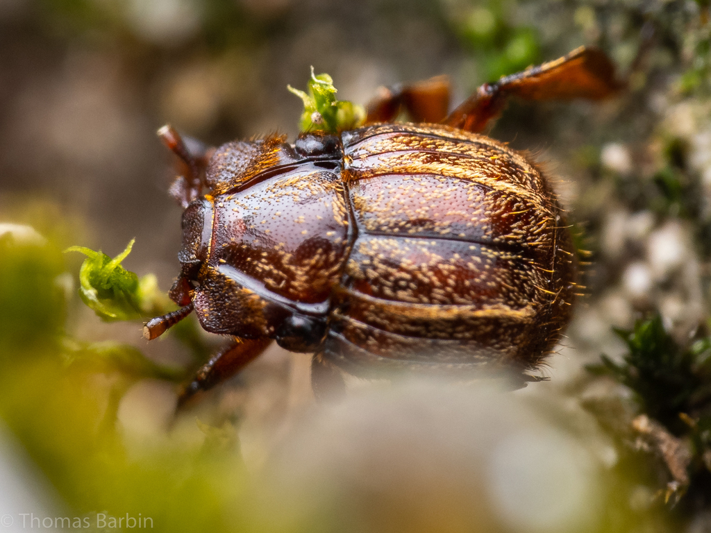 Haeterius tristriatus