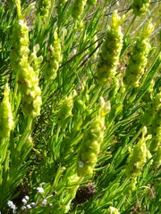 Lavandula viridis