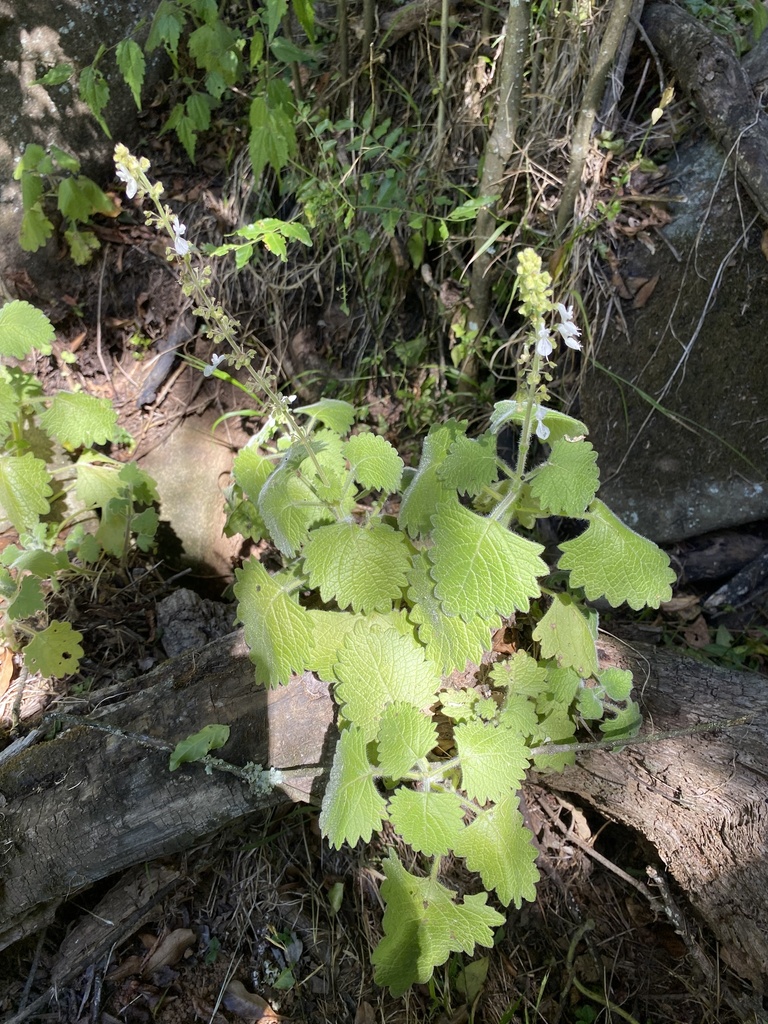 Coleus grandidentatus; photograph Sunčana Bradley, CC BY, iNaturalist via GBIF