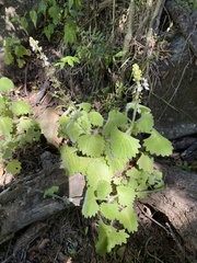 Coleus grandidentatus