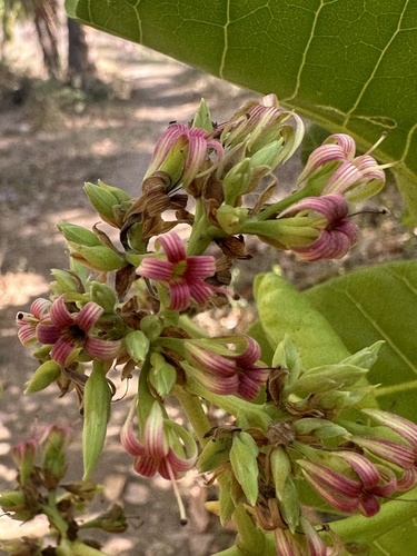 Marañón (Anacardium occidentale)