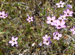 Leptosiphon ambiguus