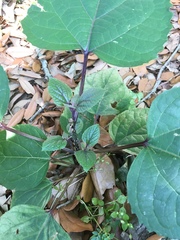 Clerodendrum bungei