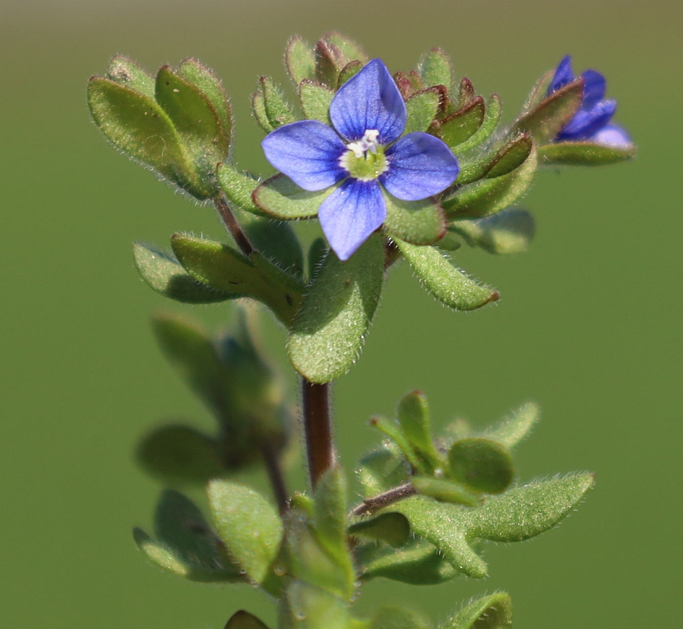 Veronica triphyllos