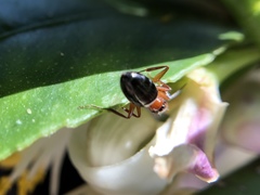 Camponotus