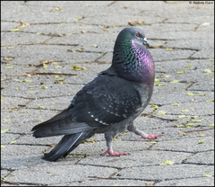 Columba livia