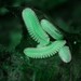 Feather Millipede - Photo (c) joooom, some rights reserved (CC BY-NC)