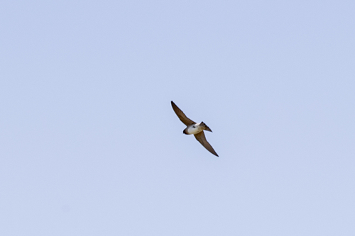 iNaturalist observation photo of Cliff Swallow