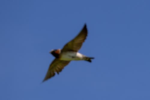 iNaturalist observation photo of Cliff Swallow