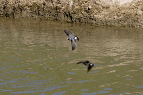 iNaturalist observation photo of Cliff Swallow