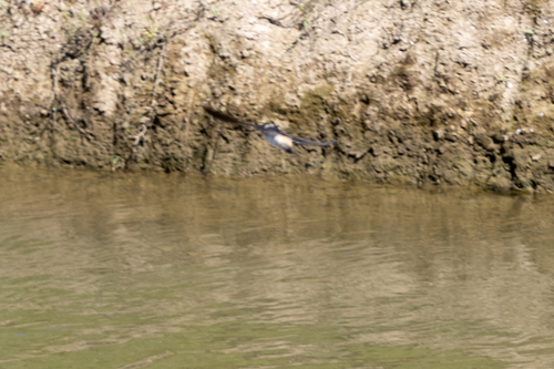 iNaturalist observation photo of Cliff Swallow