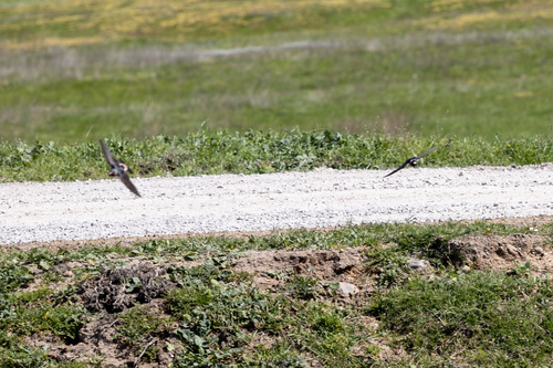 iNaturalist observation photo of Cliff Swallow