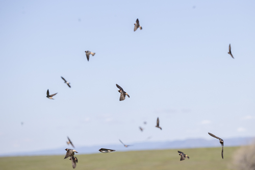 iNaturalist observation photo of Cliff Swallow