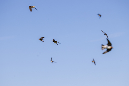 iNaturalist observation photo of Cliff Swallow