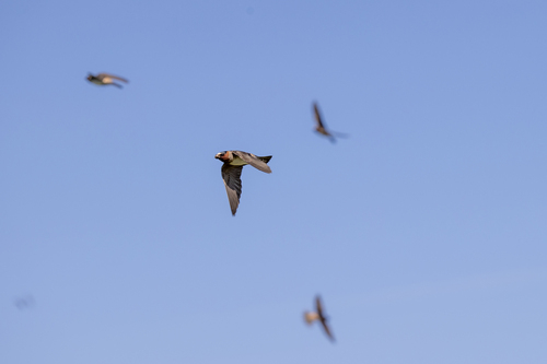 iNaturalist observation photo of Cliff Swallow