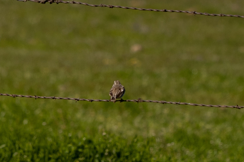 iNaturalist observation photo of Savannah Sparrow