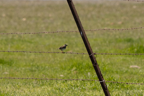 iNaturalist observation photo of Savannah Sparrow